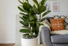 Dekorasi Minimalis Penyaring Polusi, Berikut 5 Tanaman Hidroponik Indoor yang Bisa Jadi Air Purifier Alami