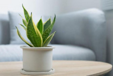 Tak Sekadar Hijau, 6 Tanaman Hias Feng Shui Ini Dipercaya Bawa Hoki, Rumah Adem dan Energi Positif Ikut Datang
