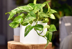 Pembawa Kebahagiaan & Rezeki, Berikut 6 Tanaman Hias Outdoor Pembawa Keberuntungan Paling Estetik Untuk Teras