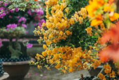 7 Tanaman Hias Depan Rumah Minimalis Modern yang Bikin Pekarangan Rumah Makin Estetik