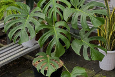 Tak Mudah Layu Saat Musim Hujan, Ini 5 Tanaman Hias yang Cocok untuk Teras Depan Rumah