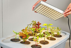 Gak Butuh Media Tanah! Ini 5 Tanaman Hidroponik Hias Cantik Ini Bisa Juga Kamu Konsumsi