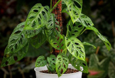 Minim Perawatannya, Berikut 5 Jenis Tanaman Hias yang Tahan Banting dan Dapat Menyerap Polusi di Rumah