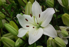 Rumah Indah, Rezeki Deras! Ini 5 Tanaman Hias Depan Rumah Pembawa Keberuntungan, Apa Saja?