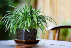Ini 7 Tanaman Hias Pembersih Udara yang Sering Disepelekan, Padahal Bisa Saring Polusi, Cocok Untuk Ruang Tamu