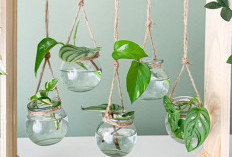 5 Rekomendasi Tanaman Hias Indoor dengan Media Vas Air, Mudah Perawatannya Serta Hemat Tempat