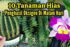 Bikin Tidur Makin Nyenyak dan Udara Bersih, 10 Jenis Tanaman Hias Penghasil Oksigen di Malam Hari untuk Indoor