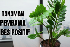 4 Tanaman Hias Indoor Pembawa Energi Positif Ini Bikin Kamu Betah di Rumah! Ini Alasannya