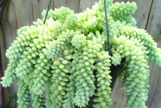 10 Jenis Tanaman Hias Estetik yang Bisa Digantung di Teras Rumah, Dekorasi Alami untuk Rumah Minimalis