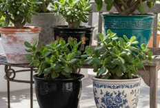 Bisa Menarik Keberuntungan dan Aura Kekayaan, Berikut 5 Rekomendasi Tanaman Hias Pembawa Hoki Ala Feng Shui