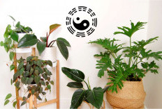 Ini 10 Tanaman Hias Outdoor Pembawa Hoki Menurut Feng Shui: Tarik Rezeki dan Energi Positif Ke Rumah Anda!