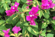 5 Tanaman Hias Pembawa Keberuntungan yang Wajib Kamu Punya di Area Rumah