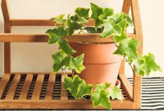 Wajib Punya! 5 Tanaman Hias yang Bisa Menyerap Udara Kotor di Dalam Ruangan, Rumah jadi Lebih Segar 