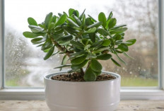 Pemilik Rumah Wajib Tahu, 5 Tanaman Hias Pembawa Rezeki dengan Perawatan Ringan dan Cocok Indoor