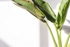 10 Pilihan Tanaman Hias Outdoor yang Tahan Panas Terik dan Hujan Badai, Cocok Ditanam di Pekarangan Rumah