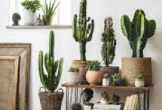 Tak Perlu Sering Disiram! Ini 5 Tanaman Hias Indoor yang Minim Perawatan & Tahan Banting untuk Dekorasi Hunian