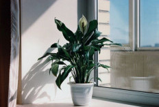 Bikin Rumah Estetik tapi Bukan Cuma Itu, 7 Macam Tanaman Hias Indoor Menurut Feng Shui yang Mampu Menarik Hoki