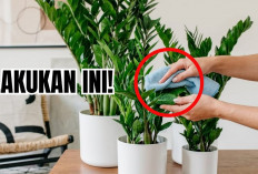 Super Lengkap 3 Rekomendasi Tanaman Hias Indoor dan Cara Merawatnya, Simak  Penjelasan Hanya Disini!