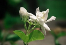 7 Tanaman Outdoor Cantik untuk Teras Rumah yang Hoki, Mendatangkan Keberuntungan dan Ciptakan Suasana Harmonis