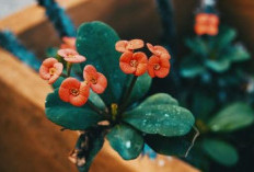 Pembawa Sial, Berikut 4 Jenis Tanaman Hias Penghambat Keberuntungan  yang Tidak Boleh Diletakan di Dalam Rumah