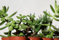 Bukan Cuma Estetik, Ini 6 Tanaman Hias Pembawa Keberuntungan dan Cuan yang Wajib Ada di Rumah