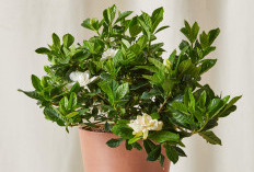 Wajib Punya! 5 Tanaman Hias Indoor Punya Aroma Harum Semerbak, Percantik Ruangan Sekaligus Pengharum Alami