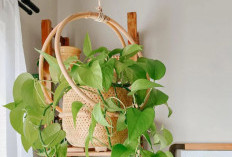 Interior Rumah Jadi Estetik, 10 Tanaman Hias Gantung untuk Dipajang di Dalam Ruangan, Ini Tips Menggantungnya!