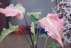 Suasana Asri, Bikin Hoki! 5 Tanaman Hias Outdoor Pembawa Keberuntungan yang Estetik di Teras Rumah 