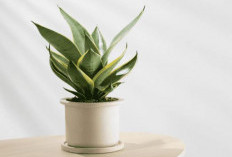 Wajib Punya di Ruang Tamu, Ini 8 Tanaman Hias Pembersih Udara Penyaring Polusi & Bakteri yang Mudah Dirawat