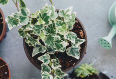 Minimal Punya Satu! Berikut 7 Tanaman Hias Pembersih Udara dari Segala Polusi, Cocok Untuk Rumah di Perkotaan