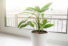 Perbaiki Kualitas Udara di Rumah, Ini 8 Tanaman Hias Pembersih Udara dari Polusi yang Layak Dipertimbangkan