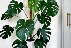 Simpel Tapi Elegan! Ini 5 Tanaman Hias yang Cocok Ditempatkan di Depan Rumah, Tampilan Modern & Mudah Dirawat