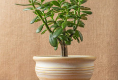 Simbol Keberuntungan & Kemakmuran, Ini 5 Tanaman Hias Pembawa Kekayaan yang Ideal untuk Dekorasi Interior