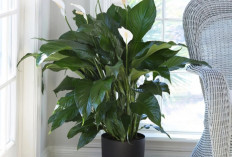 Biar Rumah Lebih Sehat & Segar, Ini 5 Tanaman Hias Pembersih Udara Alami yang Cocok untuk Dekorasi Interior