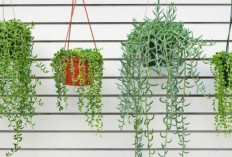 Rekomendasi Pilihan 7 Tanaman Gantung Penghasil Oksigen Terbaik, Bisa Indoor dan Outdoor