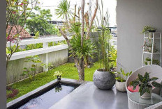 Mengundang Kemakmuran, 10 Tanaman Hias Pembawa Keberuntungan di Depan Rumah yang Tahan Panas dan Hujan