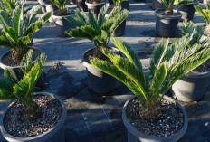 Bikin Rumah Cantik dan Penuh Hoki, 5 Tanaman Hias Outdoor Bawa Energi Positif, Plus Tips Perawatan Mudah