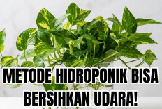 Cara Lengkap Memilih Tanaman Hias Hidroponik Pembersih Udara, Temukan Manfaatnya Hanya Disini!