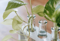 6 Rekomendasi Tanaman Hias Hidroponik Indoor Bisa di Botol & Akuarium, Minim Perawatan dan Tidak Kotor