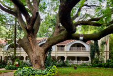 Halaman Rumah Makin Adem Tanpa AC! Pilih 1 Dari 5 Tanaman Ini Bikin Udara Juga Jadi Bersih