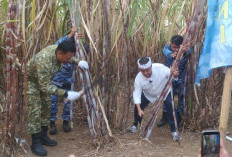 Panen Raya Tebu Majalengka Dorong Swasembada Gula dan Perkuat Ketahanan Pangan Jawa Barat