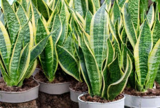 6 Tanaman Hias Cocok untuk Kamar Gelap yang Bisa Menyegarkan Udara dan Percantik Interior Rumah