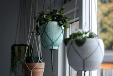 5 Rekomendasi Tanaman Gantung Hias yang Minim Perawatan, Bisa di Taruh di Area Jendela