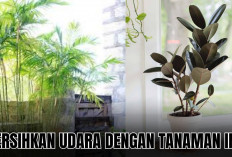 Rawat 3 Tanaman Hias Pembersih Udara dalam Ruangan Ini dan Rasakan Manfaatnya!