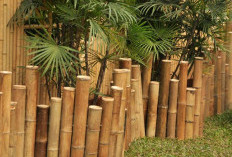 Pembawa Energi Positif & Rezeki, 7 Tanaman Hias yang Cocok Untuk Dekorasi Teras Rumah dan Mudah Dirawat