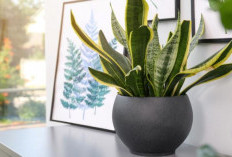 10 Rekomendasi Tanaman Hias Penghasil Oksigen, Bisa Ditaruh Dimana Saja dan Perawatannya Mudah