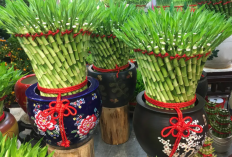 Gak Cuma Cantik, Tanaman Bambu Air Juga Punya Manfaat yang Baik Untuk Kesehatan