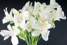 Pembawa Hoki, Berikut 5 Tanaman Pembawa Keberuntungan dan Rezeki Cocok Dijadikan Dekorasi Depan Rumah