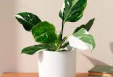 Pemula Harus Tahu! Ini 5 Tanaman Hias Indoor yang Tahan Banting & Mudah Dirawat, Bisa Jadi Dekorasi Estetik