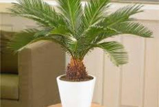 Bikin Napas Lebih Lega! Ini 5 Tanaman Hias yang Bisa Menyerap Racun Asap Rokok, Cocok untuk di Ruang Tamu